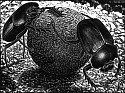 MC Escher, Scarabs (B. 273)
Signed, Edition of 12
1935, Wood Engraving