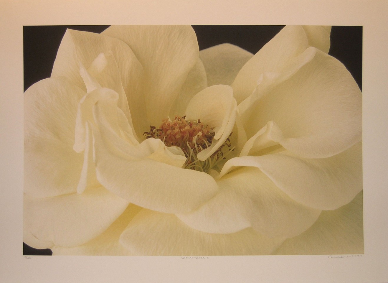 Amy Lamb, White RoseEdition 9/25, 1998
Photography, 24 1/2 x 32 3/4 in.
LAMB0002