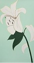 Alex Katz, Z White Lilies 3; edition of 50
2025, Silkscreen in colors on Saunders Waterford High White HP 425 gsm fine art paper