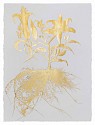 Jill Hotchkiss, Gilded Lilly 03
2026, gold leaf on Arches archival cotton paper